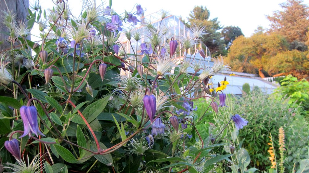 clematis_crispa_2